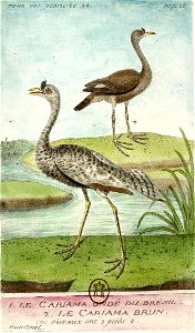 François-Nicolas Martinet - Histoire des oiseaux - VII -Cariama