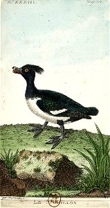 François-Nicolas Martinet - Histoire des oiseaux - Morillon