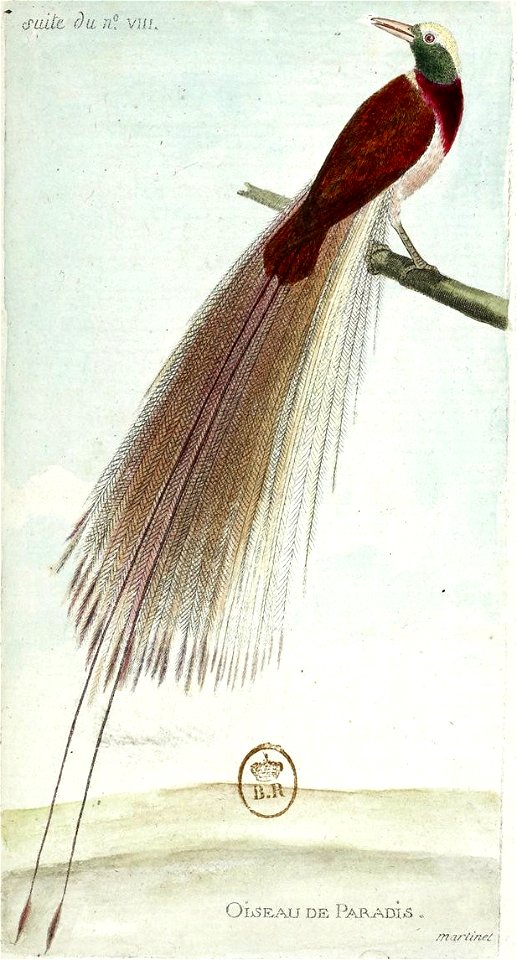 François-Nicolas Martinet - Histoire des oiseaux - V - oiseau de Paradis