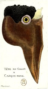 François-Nicolas Martinet - Histoire des oiseaux - Tête du Calao à casque rond