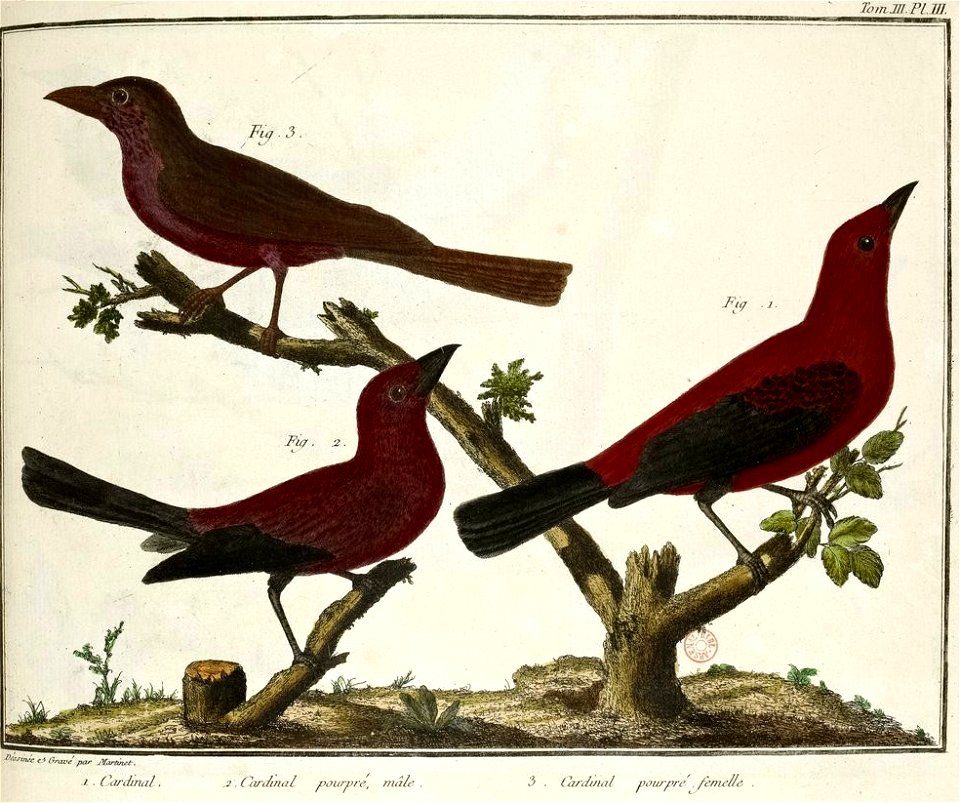 François-Nicolas Martinet - Brisson Mathurin-Jacques - Cardinal