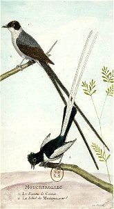 François-Nicolas Martinet - Histoire des oiseaux - IV - Moucherolles