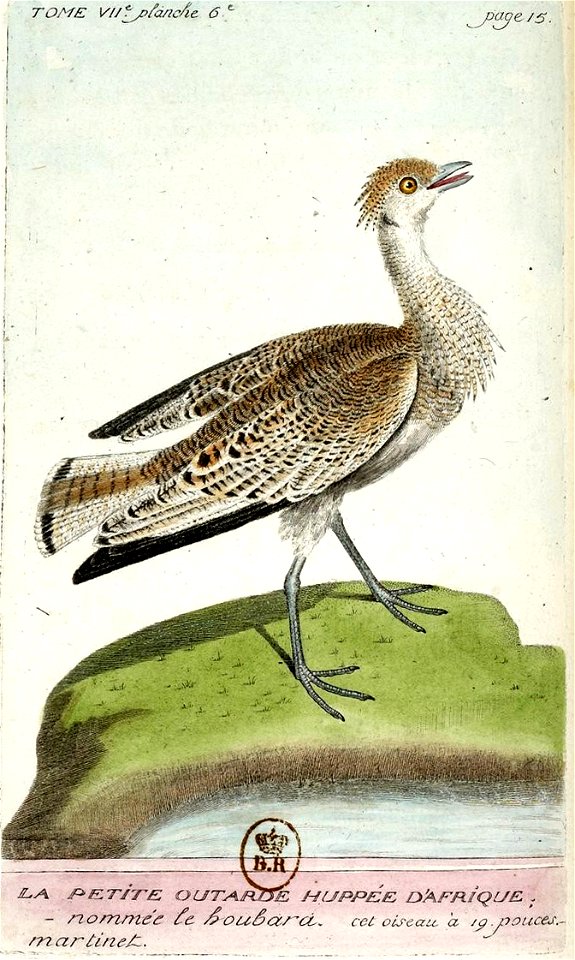 François-Nicolas Martinet - Histoire des oiseaux - btv1b8454709t 68