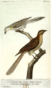 François-Nicolas Martinet - Histoire des oiseaux - Coucou des Indes