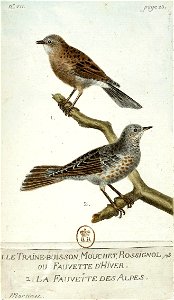 François-Nicolas Martinet - Histoire des oiseaux - IV - traine-buisson et fauvette des Alpes