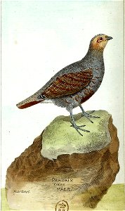 François-Nicolas Martinet - Histoire des oiseaux - Perdrix grise mâle