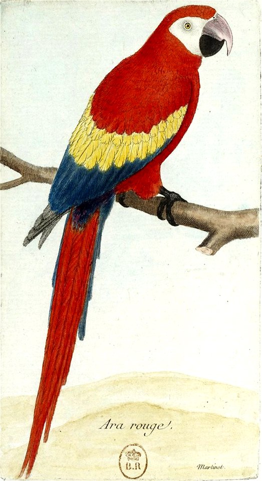 François-Nicolas Martinet - Histoire des oiseaux - Ara rouge