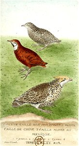 François-Nicolas Martinet - Histoire des oiseaux - Cailles des Philippines, de Chine et du Mexique