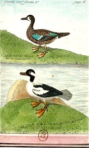 François-Nicolas Martinet - Histoire des oiseaux - Sarcelle de Cayenne