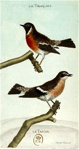 François-Nicolas Martinet - Histoire des oiseaux - IV -Traquet et Tarier