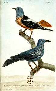 François-Nicolas Martinet - Histoire des oiseaux - V - Merle de roche te merle solitaire