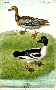 François-Nicolas Martinet - Histoire des oiseaux - Canard-Garrot