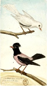 François-Nicolas Martinet - Histoire des oiseaux - V - Merle blanc et Merle rose