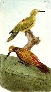 François-Nicolas Martinet - Histoire des oiseaux - Les deux grands Pics Verts des Philippines