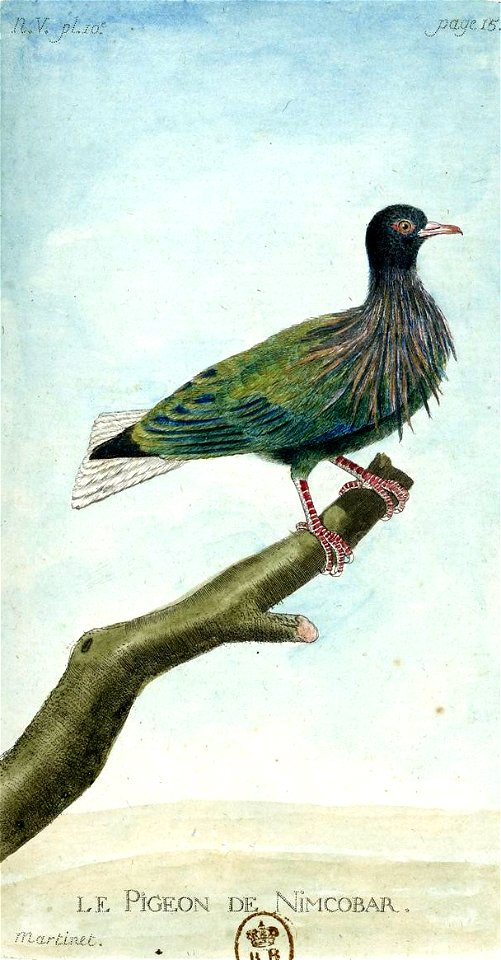 François-Nicolas Martinet - Histoire des oiseaux - Pigeon de Nicobar