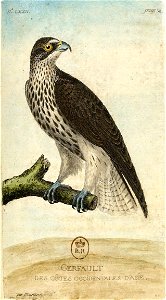 François-Nicolas Martinet - Histoire des oiseaux - Gerfaut d'Asie
