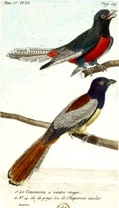 François-Nicolas Martinet - Histoire des oiseaux - Coroucou à ventre rouge