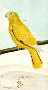 François-Nicolas Martinet - Histoire des oiseaux - Le Jonquille
