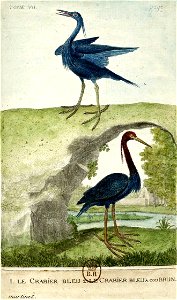 François-Nicolas Martinet - Histoire des oiseaux - VII - Crabier bleu