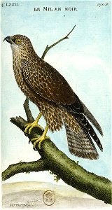 François-Nicolas Martinet - Histoire des oiseaux - Milan noir