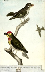 François-Nicolas Martinet - Histoire des oiseaux - Barbus des Philippines et du Sénégal