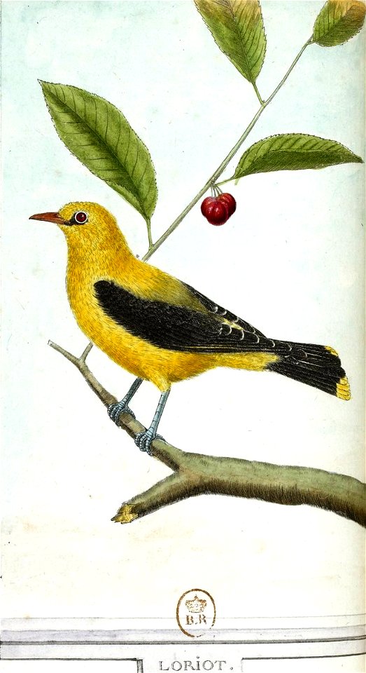 François-Nicolas Martinet - Histoire des oiseaux - V - Loriot