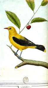 François-Nicolas Martinet - Histoire des oiseaux - V - Loriot