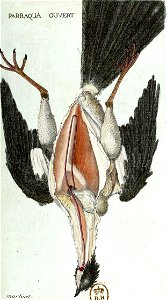 François-Nicolas Martinet - Histoire des oiseaux - Parraqua ouvert