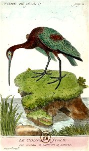 François-Nicolas Martinet - Histoire des oiseaux - VII - btv1b8454709t 295