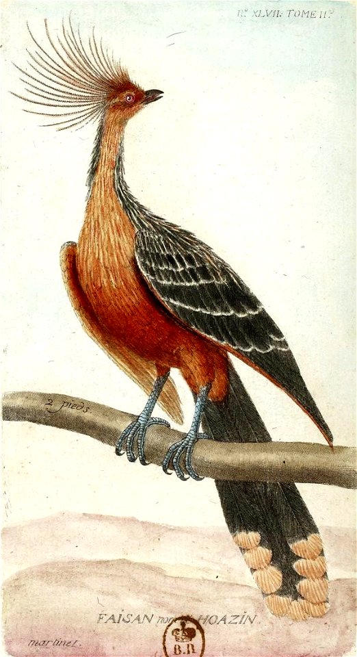 François-Nicolas Martinet - Histoire des oiseaux - Hoazin