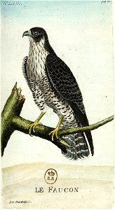 François-Nicolas Martinet - Histoire des oiseaux - Faucon