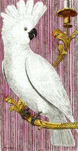 François-Nicolas Martinet - Histoire des oiseaux - Cacatoés couronné