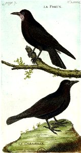 François-Nicolas Martinet - Histoire des oiseaux - V - Freux et Corneille