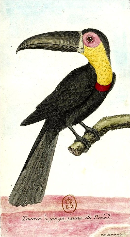 François-Nicolas Martinet - Histoire des oiseaux - Toucan à gorge jaune