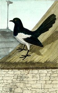 François-Nicolas Martinet - Histoire des oiseaux - V - Pie