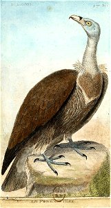 François-Nicolas Martinet - Histoire des oiseaux - Percnoptère
