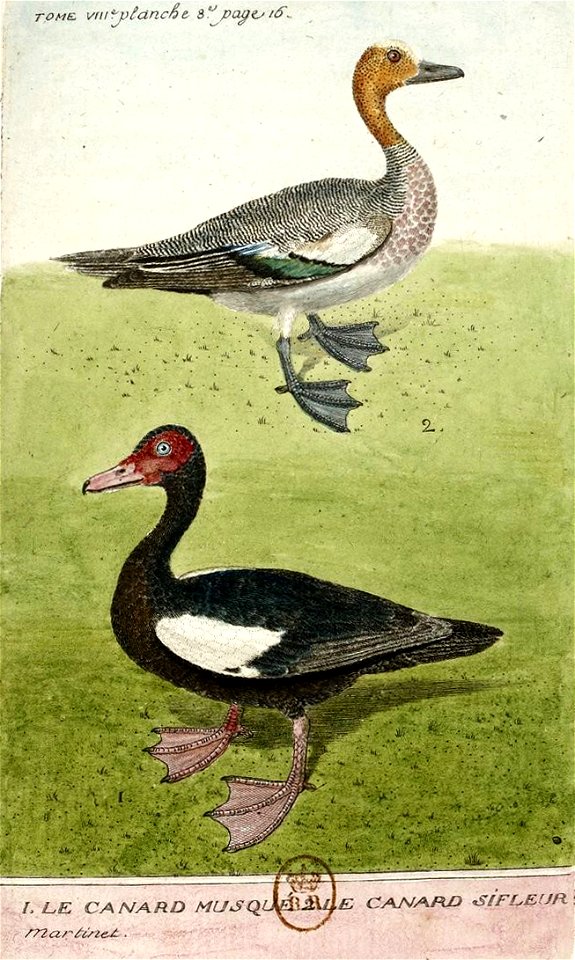 François-Nicolas Martinet - Histoire des oiseaux - Canard musqué et canard siffleur