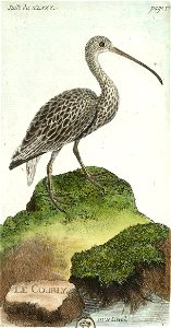 François-Nicolas Martinet - Histoire des oiseaux - VII - btv1b8454709t 272