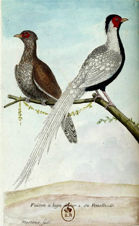 François-Nicolas Martinet - Histoire des oiseaux - Faisan à huppe d'acier et sa femelle