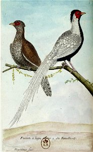 François-Nicolas Martinet - Histoire des oiseaux - Faisan à huppe d'acier et sa femelle