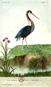 François-Nicolas Martinet - Histoire des oiseaux - VII -héron agami