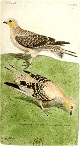 François-Nicolas Martinet - Histoire des oiseaux - Gélinottes du Sénégal