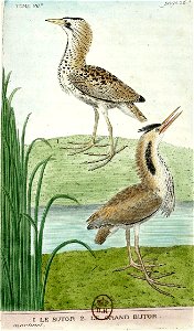 François-Nicolas Martinet - Histoire des oiseaux - VII - btv1b8454710g 123