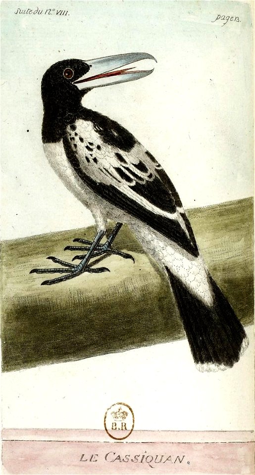 François-Nicolas Martinet - Histoire des oiseaux - V - Cassiquan