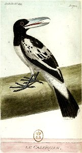 François-Nicolas Martinet - Histoire des oiseaux - V - Cassiquan