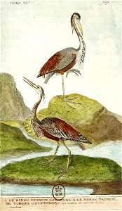 François-Nicolas Martinet - Histoire des oiseaux - VII - hérons pourpré et tacheté