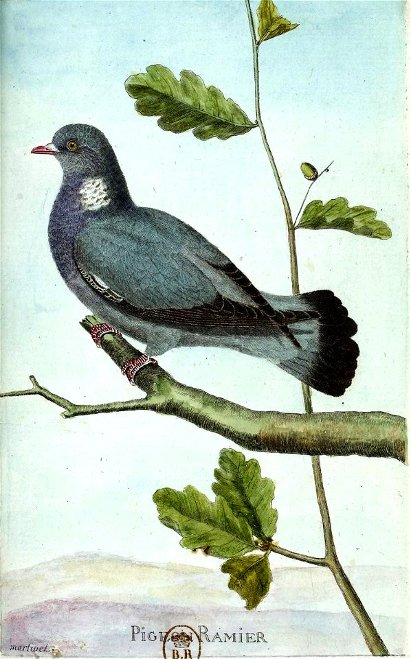 François-Nicolas Martinet - Histoire des oiseaux - Pigeon Ramier