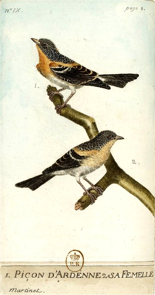 François-Nicolas Martinet - Histoire des oiseaux - III - pinson du nord