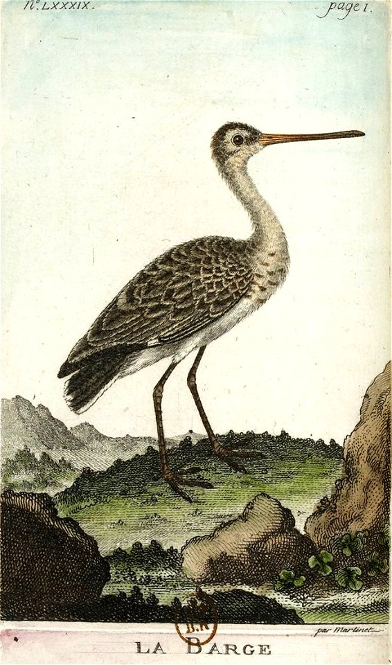 François-Nicolas Martinet - Histoire des oiseaux - VII - btv1b8454709t 224