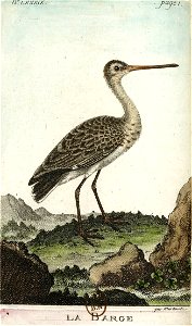 François-Nicolas Martinet - Histoire des oiseaux - VII - btv1b8454709t 224